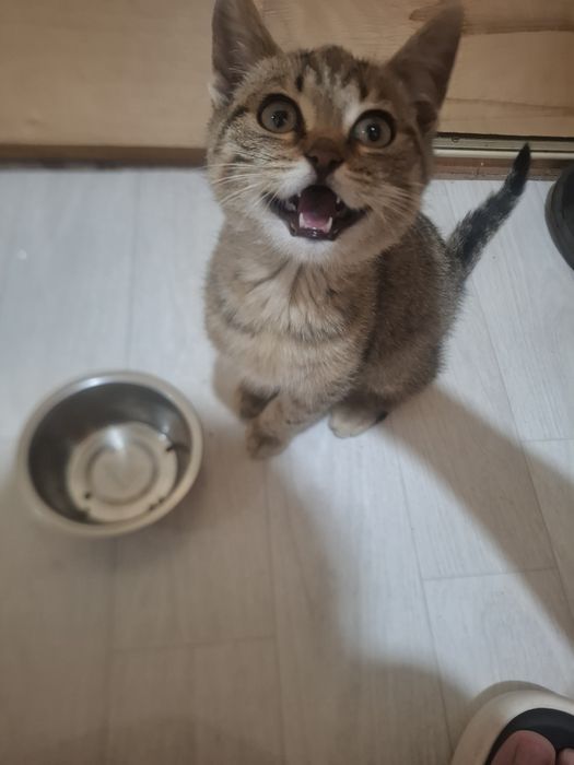 Отдам котенка в добрые руки