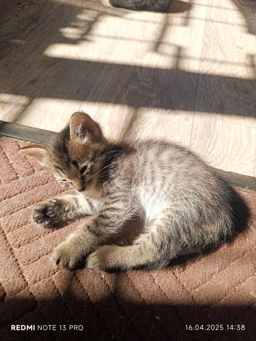 Котята в добрые руки