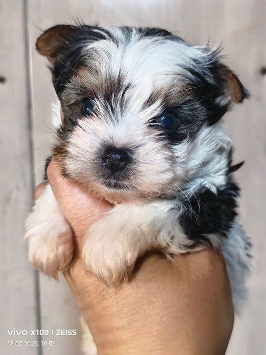 Очаровательные щенки бивера.