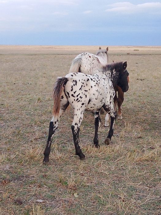 Жеребчики. Жабағы