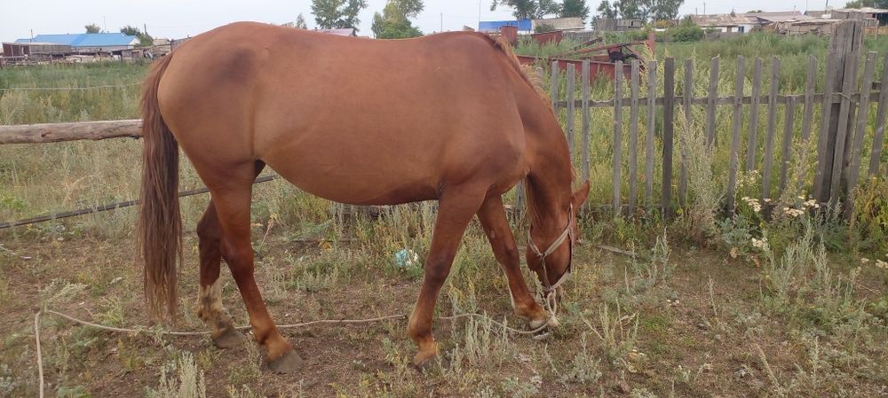 Продам кобылу хорошая крупная