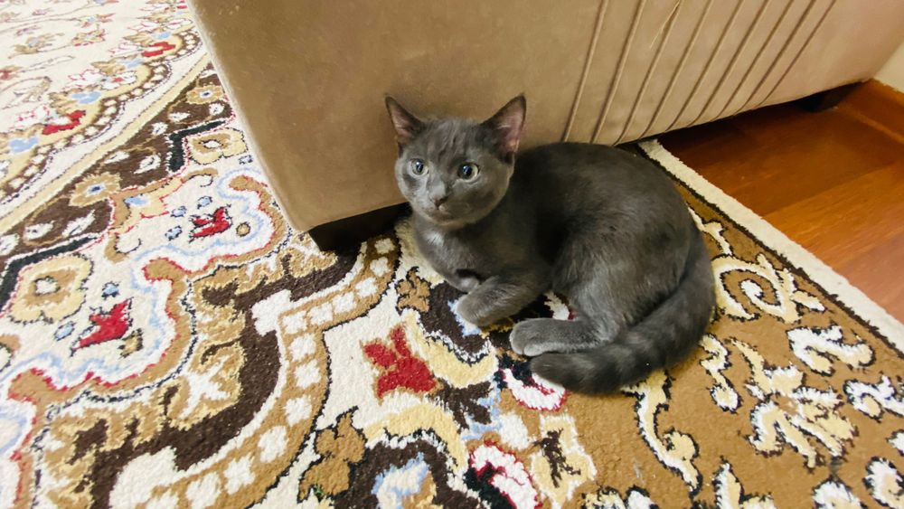 Бесплатно котенок