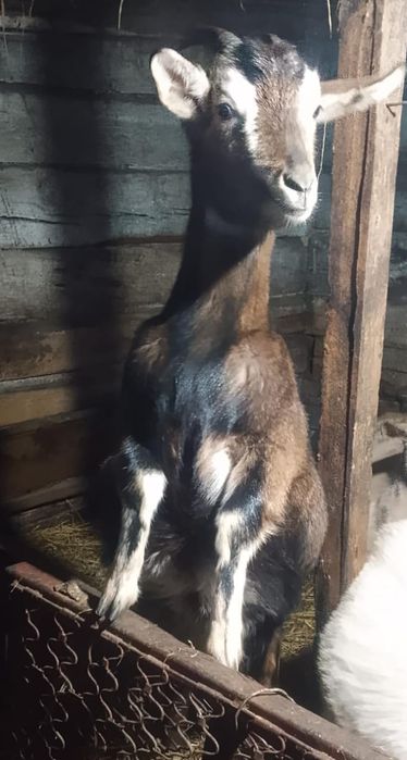 Продам коз, котных