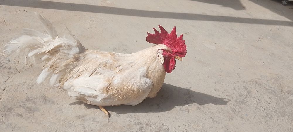 Xo'roz sotiladi Keles kirv da