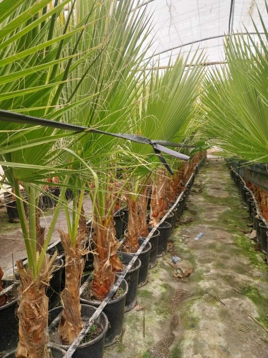 Палми - Вашингтония и Трахикарпус