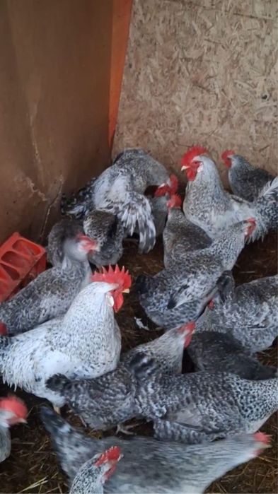 Яйцо от Барковский барвистый