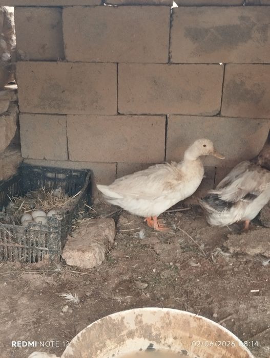 Ўрдаклар сотилади