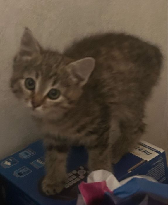 Отдам котят бесплатно