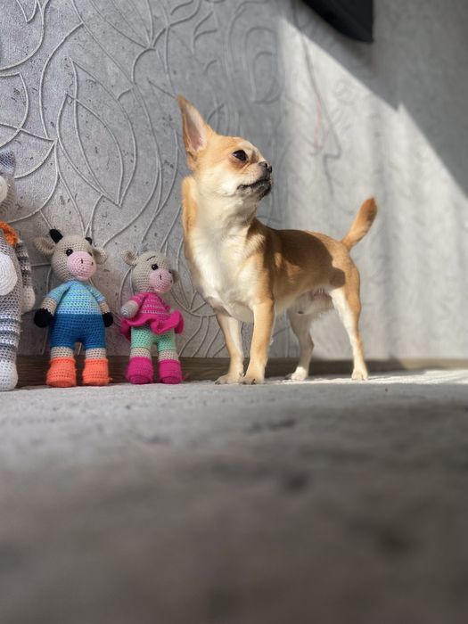 Вязка чихуа-хуа кобель