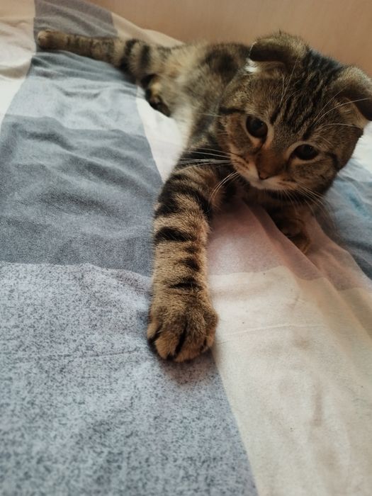 Скоттиш фолд угил