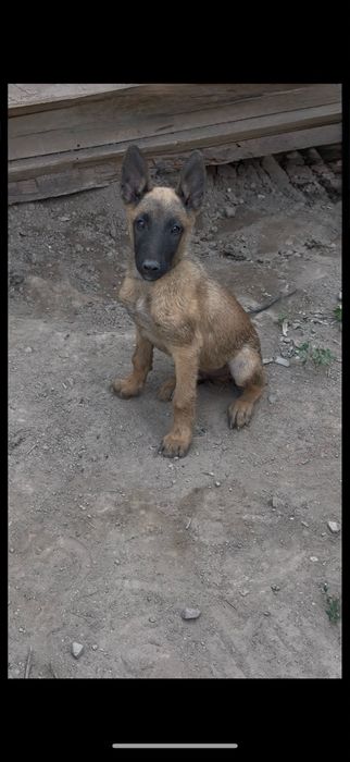 Бельгиская овчарка