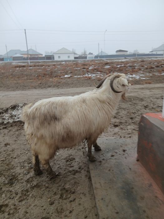 Сауын ешкі сатылады