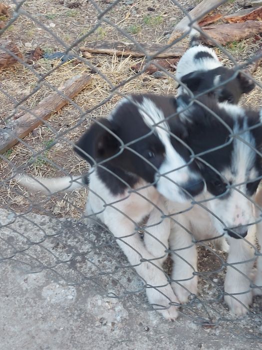 Подарявам кученца