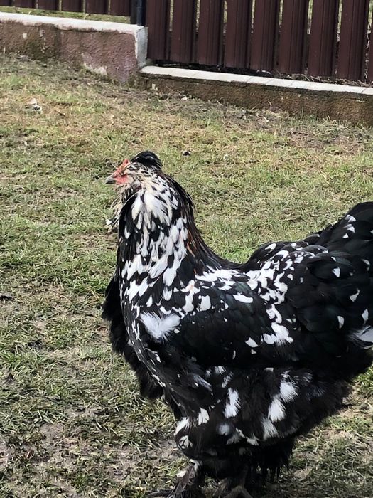 Vand oua de la gaini motate