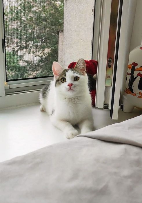 Котенок в добрые руки