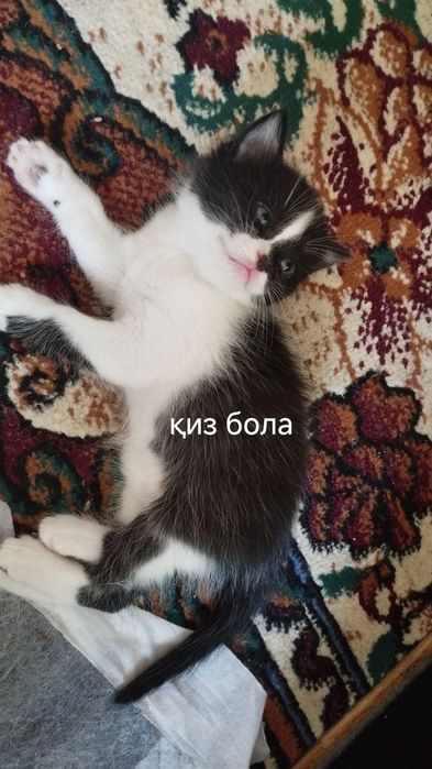 Оддий уй мушуги.