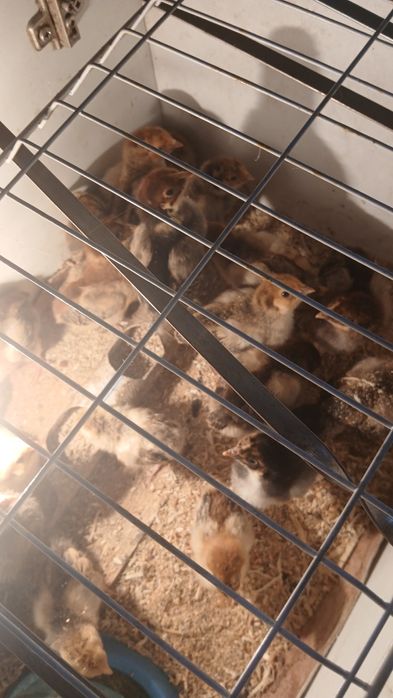 Кубинские юбилейный цыплята