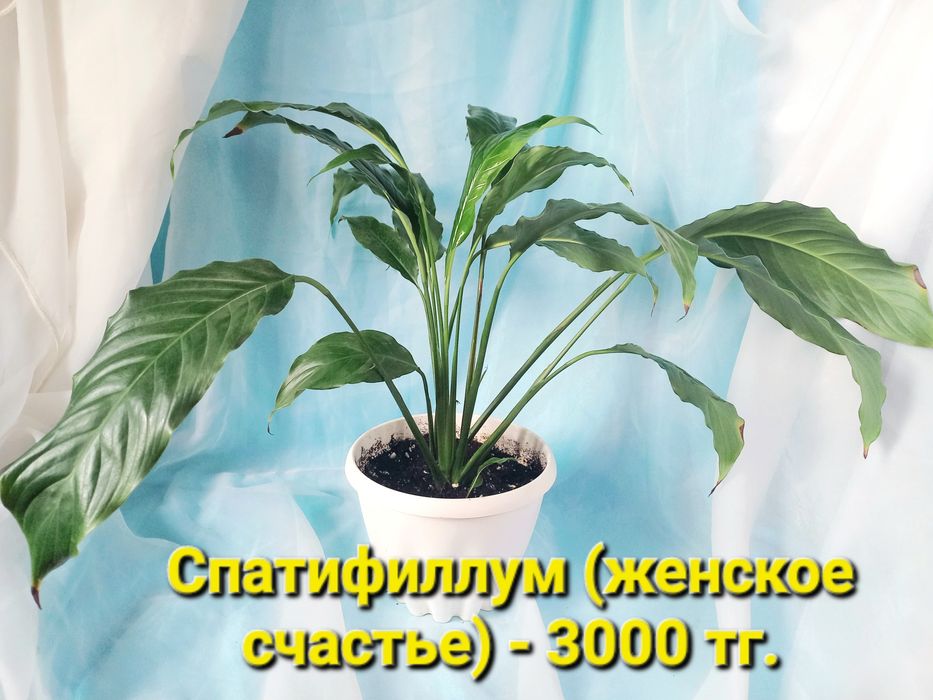 Комнатные растения