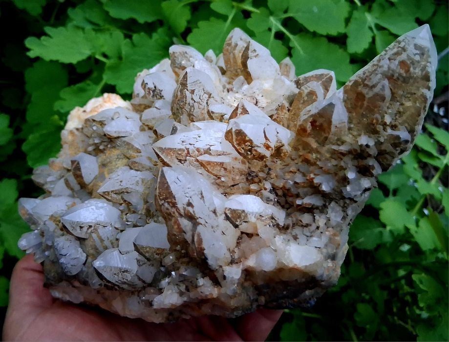 Flori de mină din minele din Maramureș