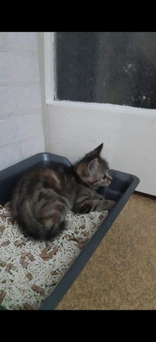 Отдам в добрые руки