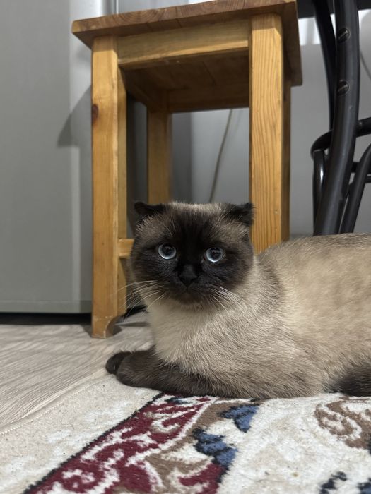 Сиамский Кот,Алматы