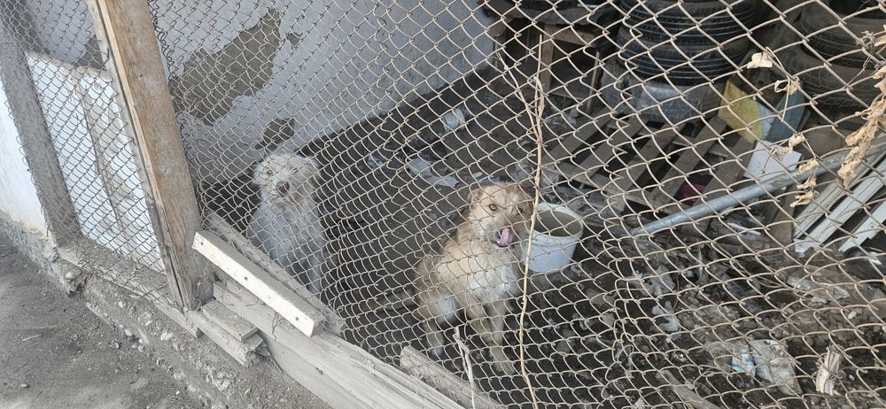 Отдам в добрые руки