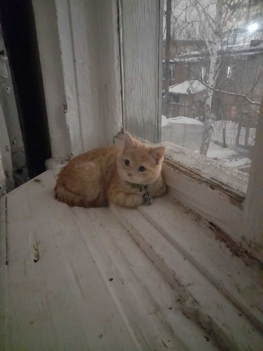 Пропал рыжий кот