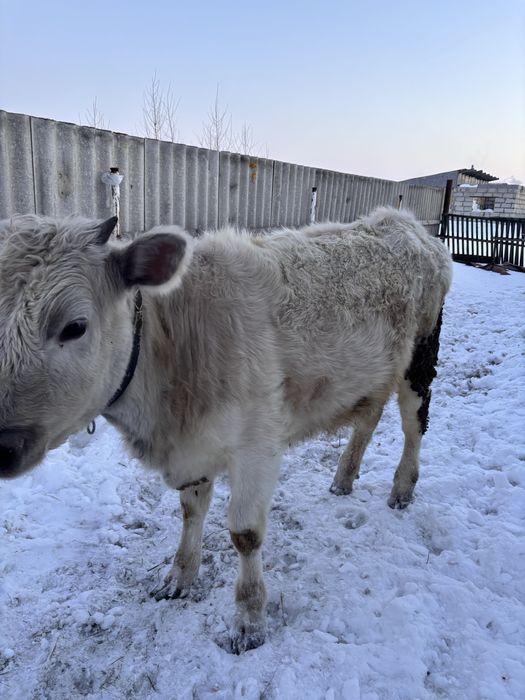 Продам телочек 1 год