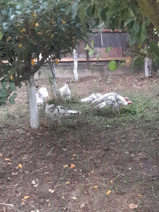 Vand pui curcă  de țară