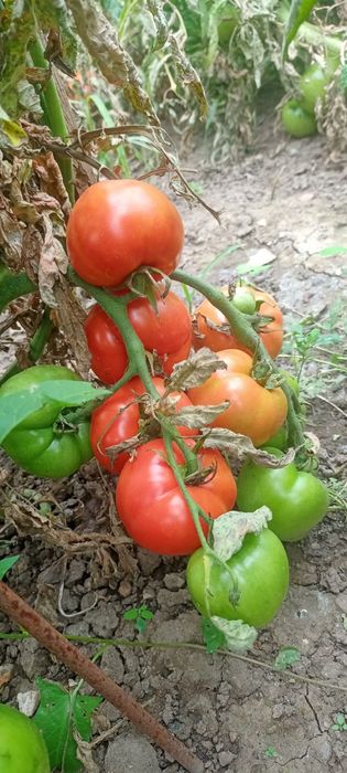 Огурцы Помидоры Соленья