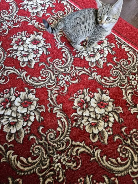 Отдам котят крысоловки