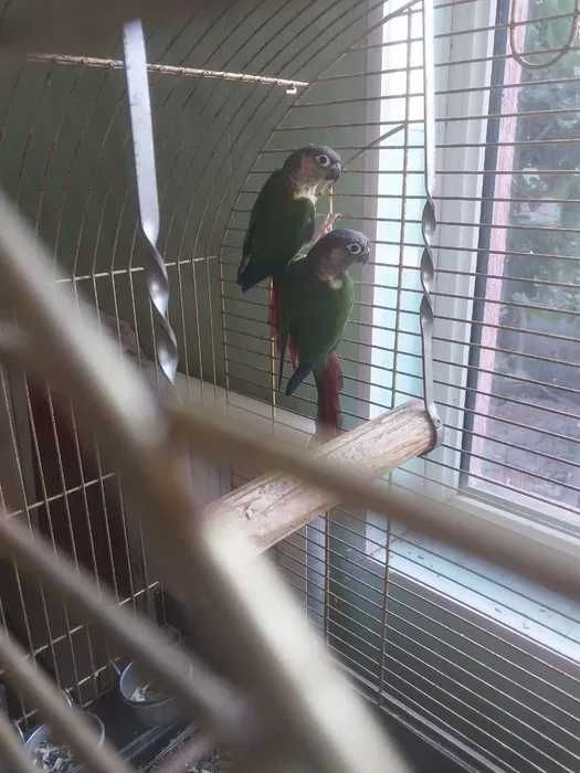 Рабочая пара попугаев.