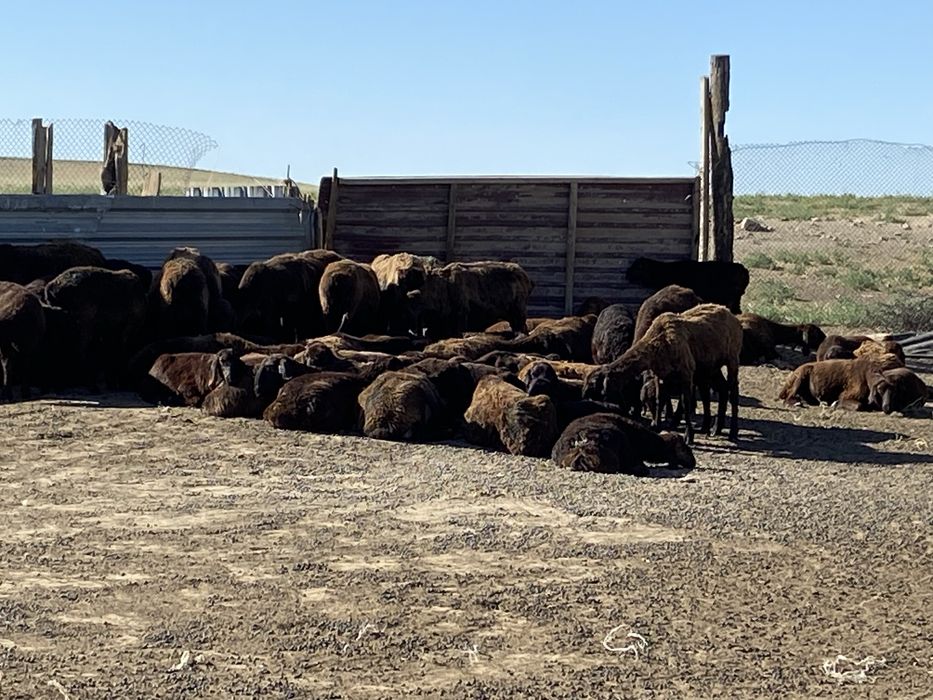 Фазенда қора сатылады