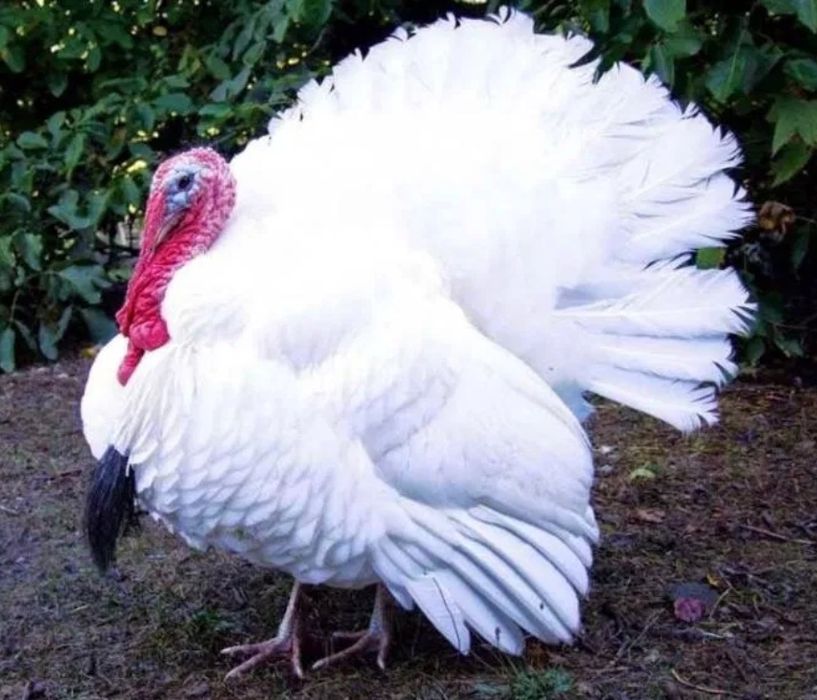 Курка индюшат Биг 6 уйда бокилган дон билан 1 кг- 50000 сум