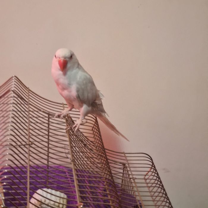 Papagal micul alexander