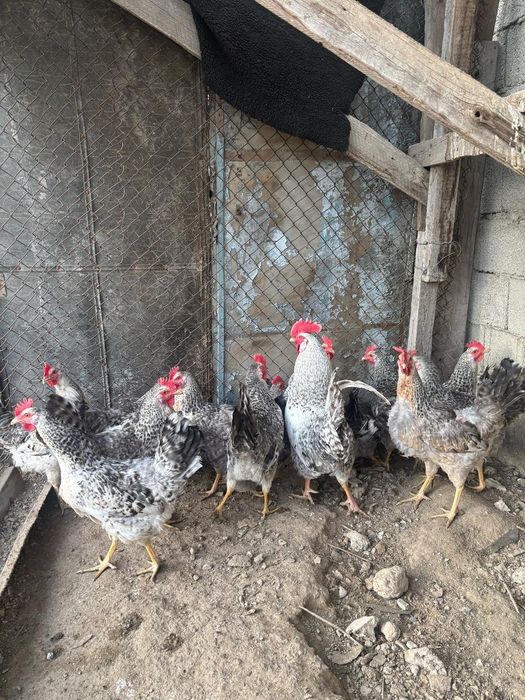 Продам 9 кур и1 петух