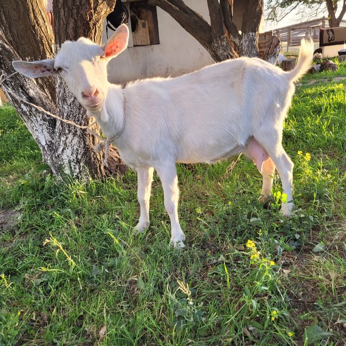 Заанен ешкі сатылады