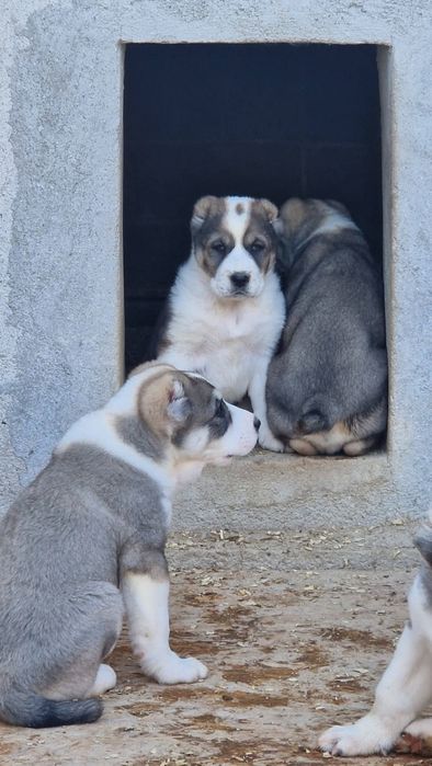 Средноазиатска овчарка