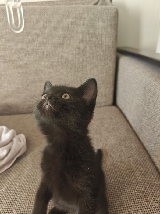 Отдам котенка мальчика