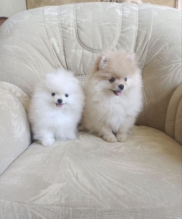 Щпиц померанский с документами рассрочка