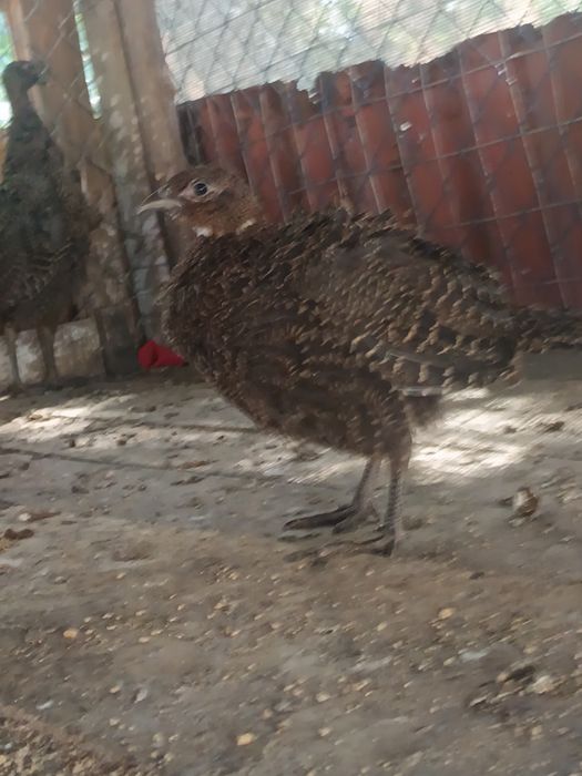 Fazani pui  tenebros și comun