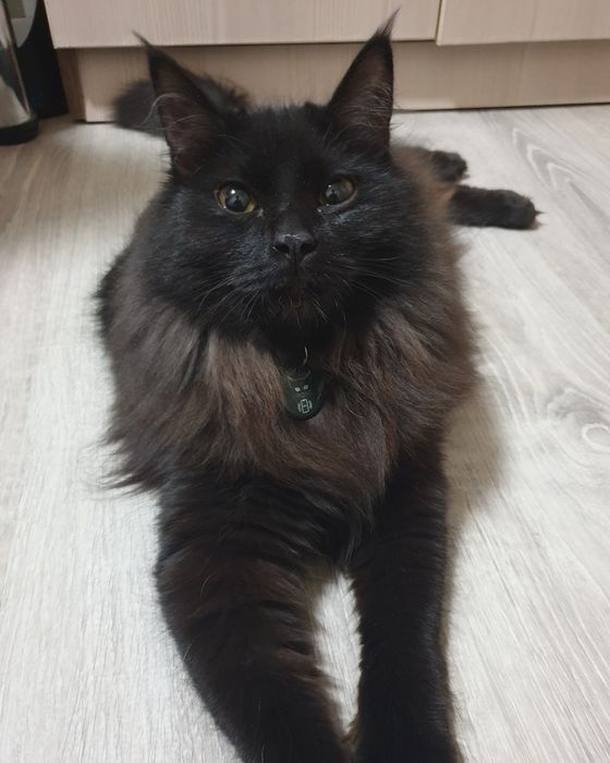 Ищет любящих хозяев кошечка девочка