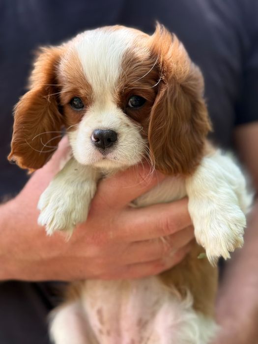 Cavalier king Charles fetiță