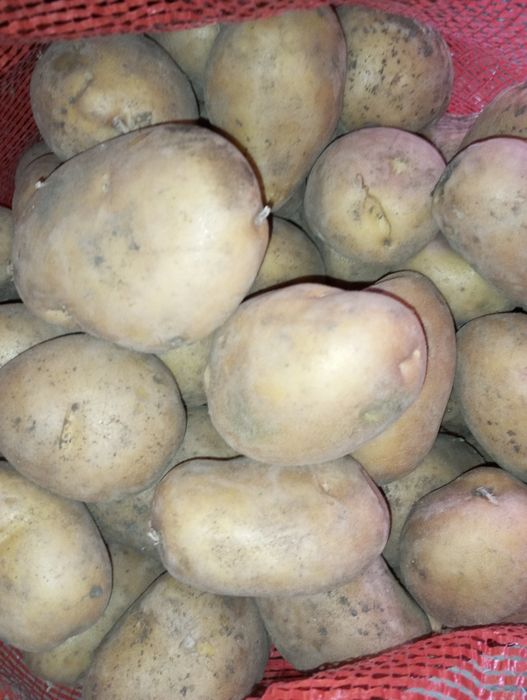 Кортофель домашний