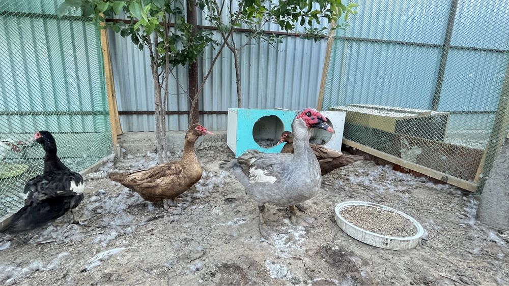 Мусксный утка Индаутка