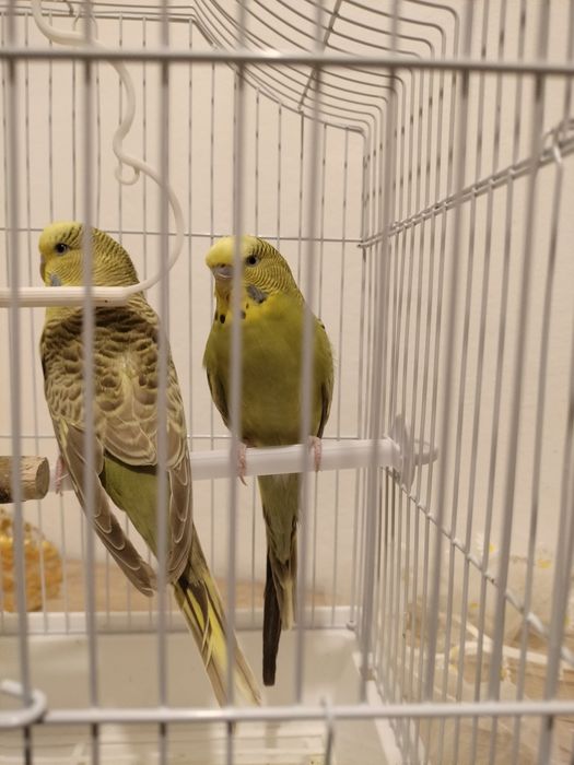 Vând peruș cu tot cu cușcă