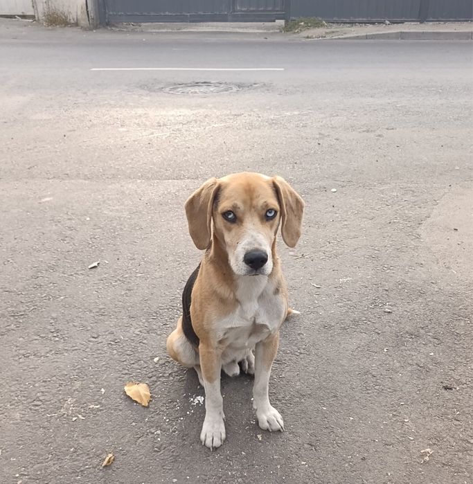 Собака ищет дом и любящих хозяев