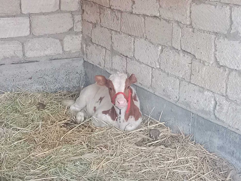 Корова с теленком