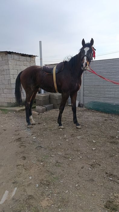 Таза қан ағылшын дөнен шығар