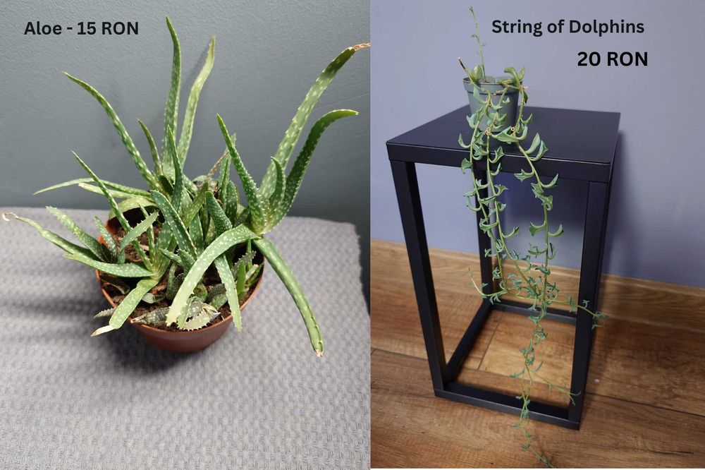 Plante de apartament